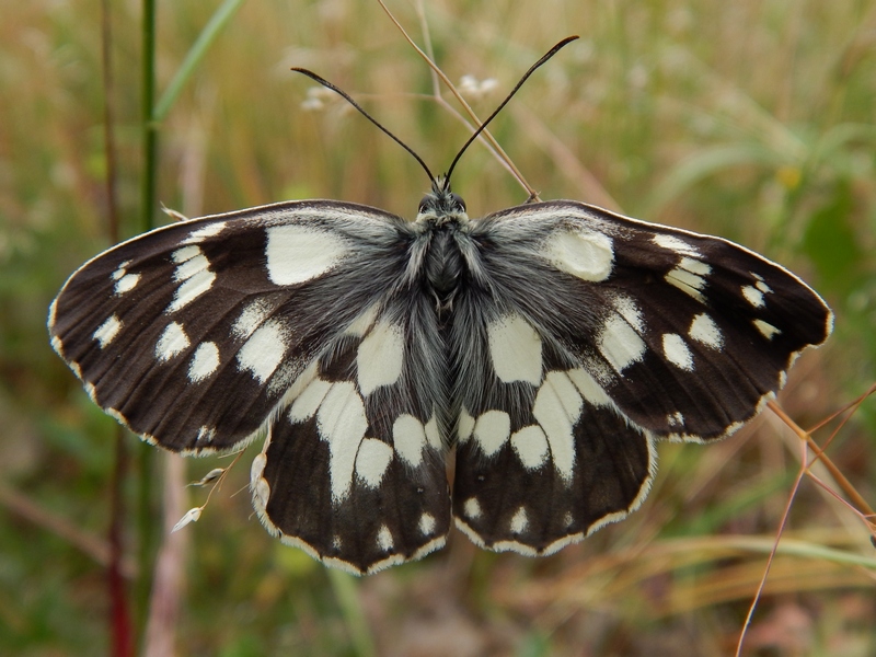 Melanargia galathea puntuale all''appuntamento